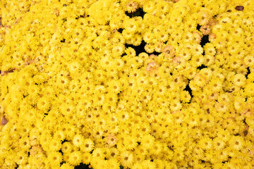 Lots of yellow flowers in the park.