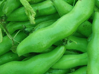 収穫したばかりのソラマメ