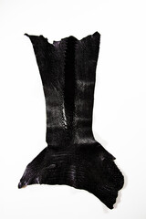 ostrich leather on white background