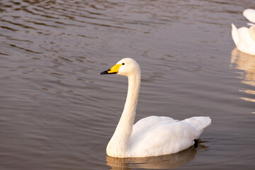 Beautiful white swans on the lake.