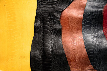 ostrich leather on white background