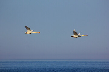 birds in the sky