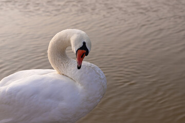 Beautiful white swan on the lake.