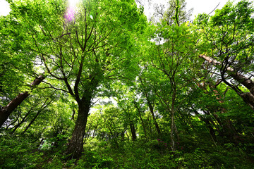 Fototapeta premium 見上げる森の命