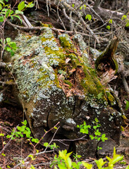 stump in the forest