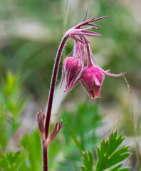 Obraz premium Prairie smoke flowers in the spring