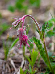 Prairie smoke flowers in the spring