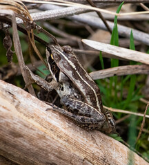 wood frog on a log