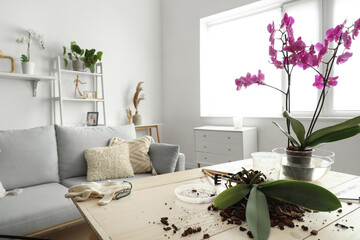 Orchid flower with seedling on table in room