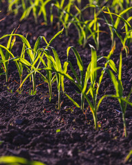 Small corn grow in a field in black soil. Beautiful sprouts grow in an field.