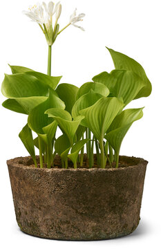 Hosta Sieboldiana Elegans Plant In Cement Pot With White Flowers On Tall Scape Above Foliage Isolated White Background On Side View