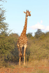 Giraffe / Giraffe / Giraffa camelopardalis