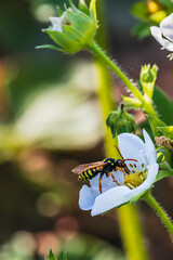 A wasp sits on a white strawberry flower during the day in nature
