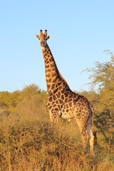 Giraffe / Giraffe / Giraffa camelopardalis