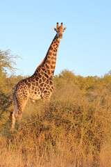 Giraffe / Giraffe / Giraffa camelopardalis