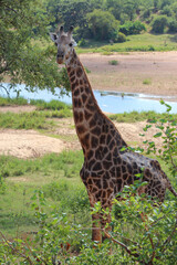 Giraffe / Giraffe / Giraffa camelopardalis