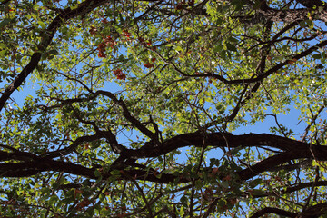 Afrikanischer Busch - Krügerpark - Südafrika / African Bush - Kruger Park - South Africa /