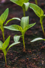 Pepper plantlets in peat tray in greenhouse macro selective focus on some shoots