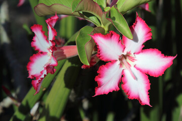 Wüstenrose / Impala lily / Adenium obesum