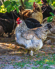 A group of chickens stands under a tree