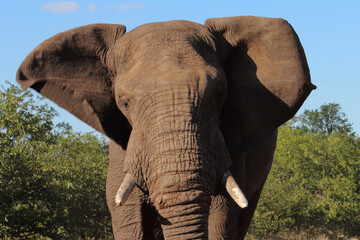 Afrikanischer Elefant / African elephant / Loxodonta africana