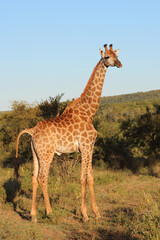 Giraffe / Giraffe / Giraffa camelopardalis