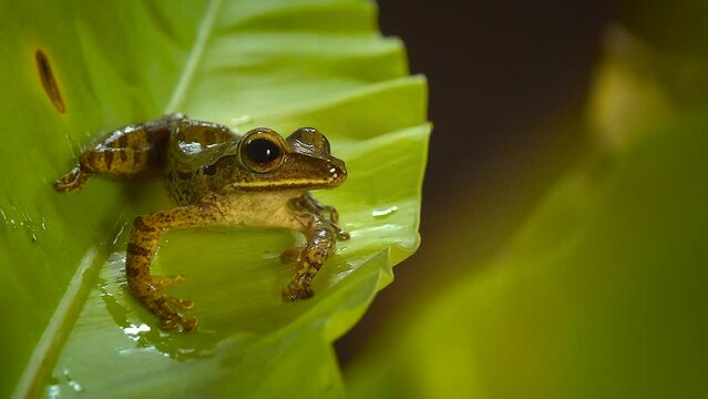 Toads: Amphibians of Thailand's Rainy Season