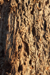 Affenbrotbaum / Baobab / Adansonia digitata