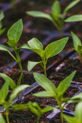 Pepper plantlets in peat tray in greenhouse macro selective focus on some shoots