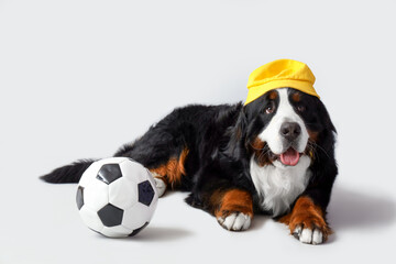 Cute Bernese mountain dog in hat with soccer ball lying on light background
