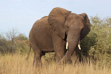 Obraz premium Afrikanischer Elefant / African elephant / Loxodonta africana
