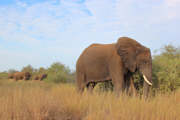 Fototapeta premium Afrikanischer Elefant / African elephant / Loxodonta africana