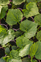 seedlings of cucumbers in a greenhouse on irrigation