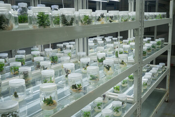 organic fresh vegetable seeding are growing in the bottle, cultivation and produce sapling hydroponic farm
