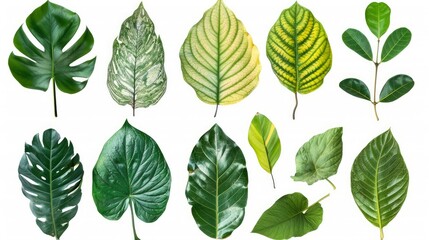 nature botanical leaves on isolated backgrounds