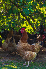 A group of chickens stands under a tree