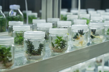 organic fresh vegetable seeding are growing in the bottle, cultivation and produce sapling hydroponic farm