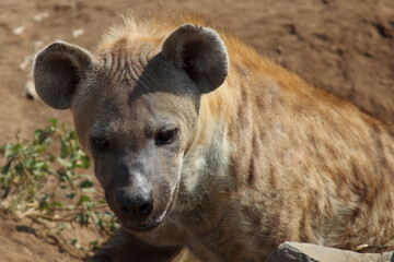 Tüpfelhyäne / Spotted hyaena / Crocuta crocuta