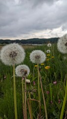 dandelion in the grass
