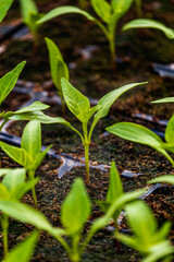 Pepper plantlets in peat tray in greenhouse macro selective focus on some shoots