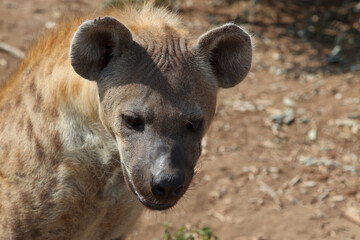 Tüpfelhyäne / Spotted hyaena / Crocuta crocuta