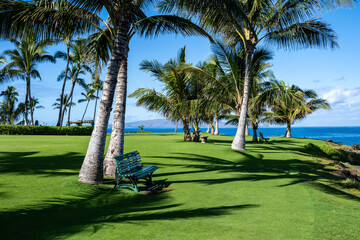 Manicured and groomed resort grounds with bench at the base of palm trees for calm contemplation...