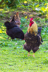 Several chickens graze on the grass in the garden in the village
