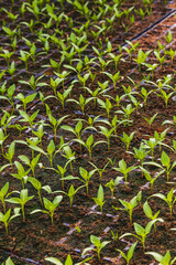 Pepper plantlets in peat tray in greenhouse macro selective focus on some shoots