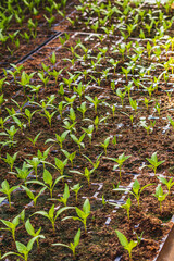 Pepper plantlets in peat tray in greenhouse macro selective focus on some shoots