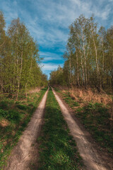 Beautiful green summer forest. Spring background, backdrop