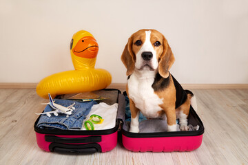 A beagle dog sits in a suitcase with things and accessories for summer holidays. 