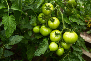 Green tomatoes growth in greenhouse. Organic farming. 