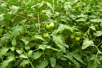 Fototapeta premium Growing green and flowering tomatoes in a greenhouse. Organic farming.