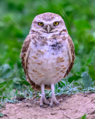 Close up of a Burrowing Owl staring at you